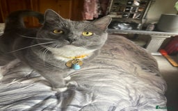 Mixed Breed cats for sale: Beautiful Russian Blue Cross  Male in Sheffield - Image 6