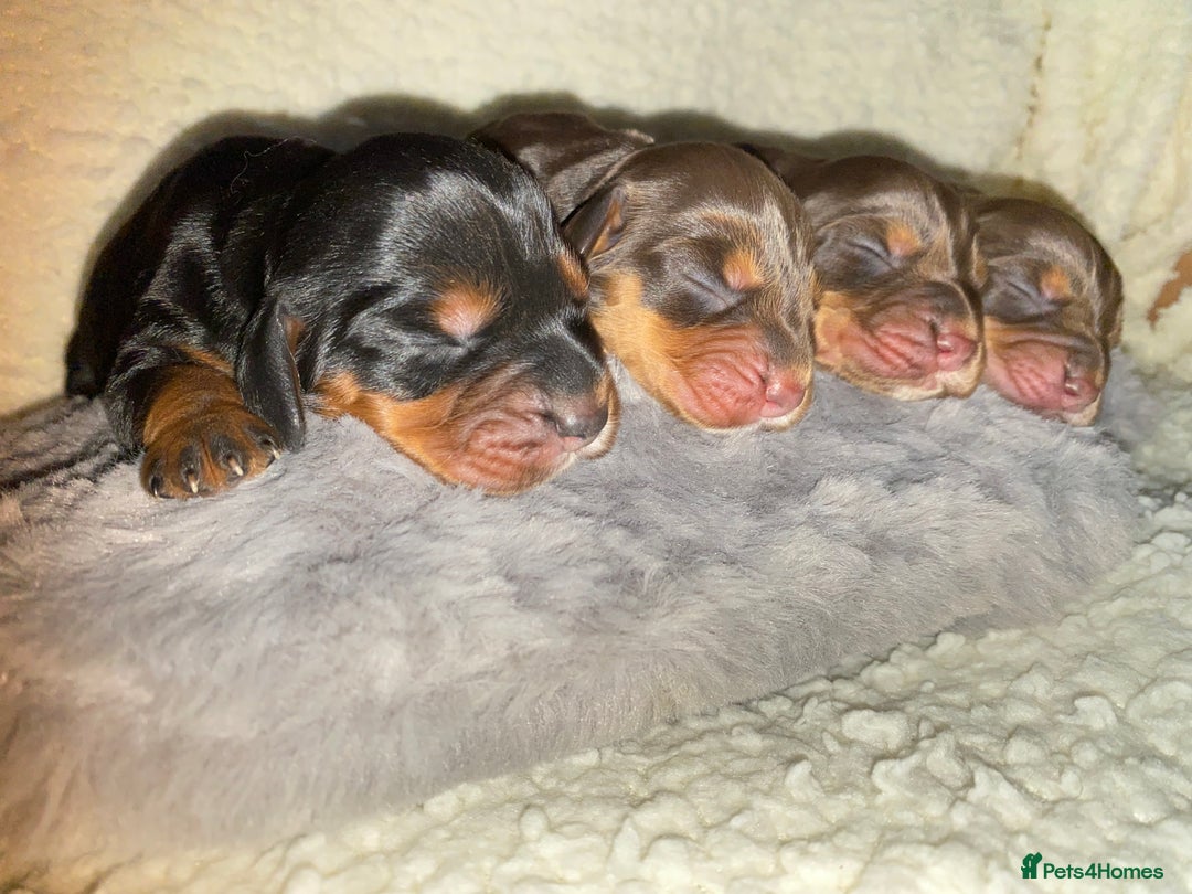 Cocker Spaniel dogs for sale: Cocker spaniel pups - Advert 3