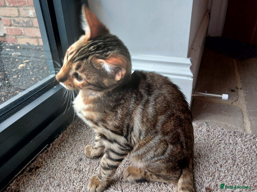 Bengal cats for sale: Beautiful Pedigree Bengal Kittens for sale  - Image 3