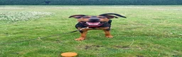 Mixed Breed dogs for sale: Jack Russel x staffy pup in Barrow-in-Furness - Advert 2