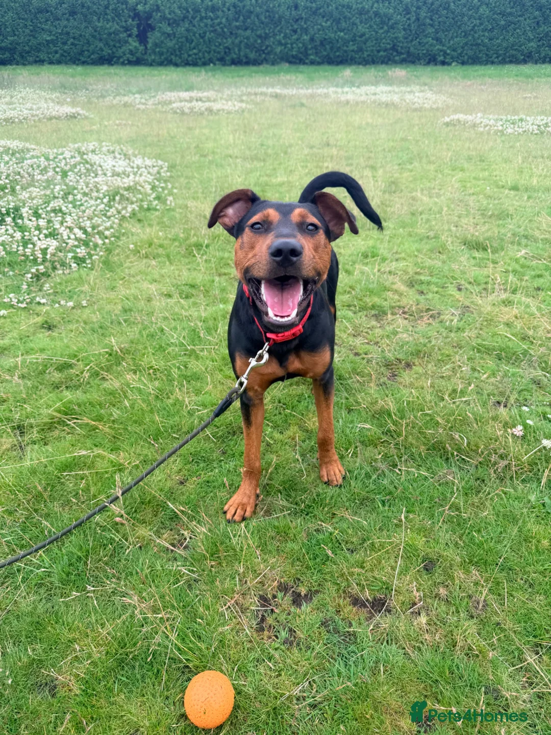 Mixed Breed dogs for sale: Jack Russel x staffy pup in Barrow-in-Furness - Advert 2