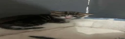 Mixed Breed cats for sale: Kittens for sale  in Middlesbrough - Advert 5