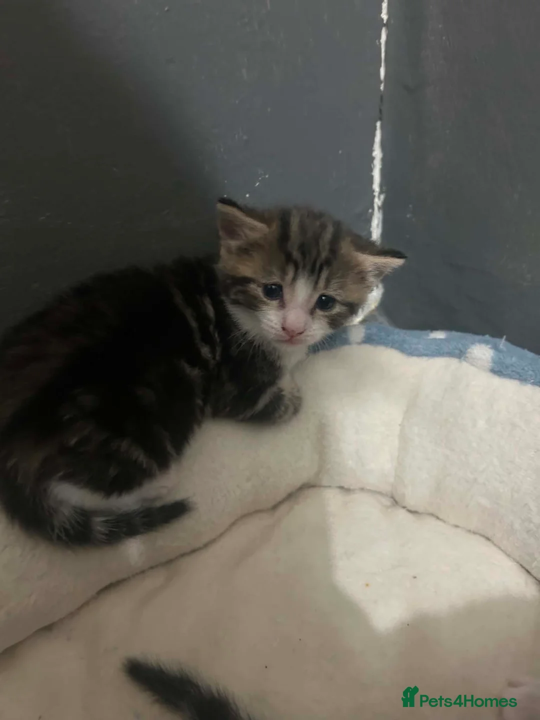Mixed Breed cats for sale: Kittens for sale  in Middlesbrough - Advert 5