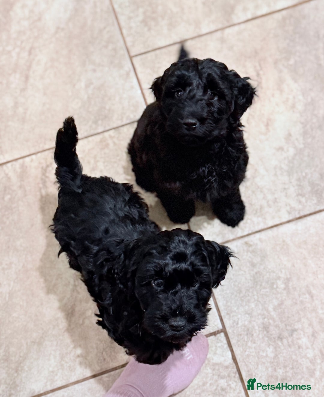 Cockapoo dogs for sale: Cockapoo puppies for sale - Advert 2