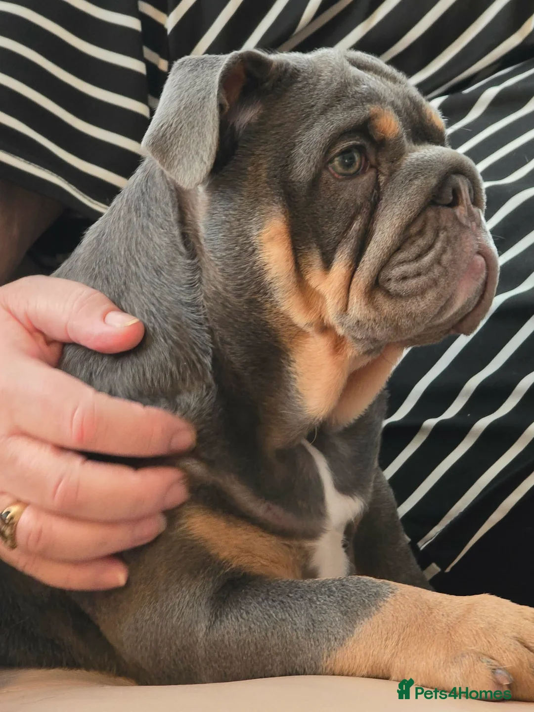 English Bulldog dogs for sale: Baby 6 1/2 months old Blue & Tan in Great Yarmouth - Advert 2