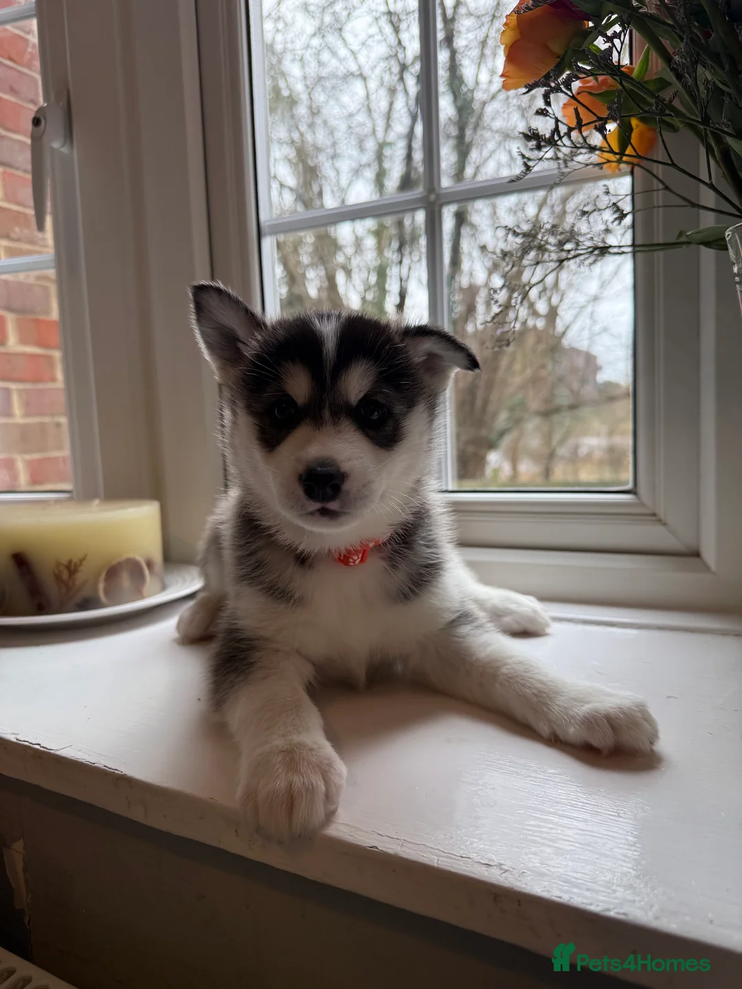 Siberian Husky dogs for sale: Gorgeous, Healthy & Fully Insured Siberian puppies in Stanmore - Advert 17