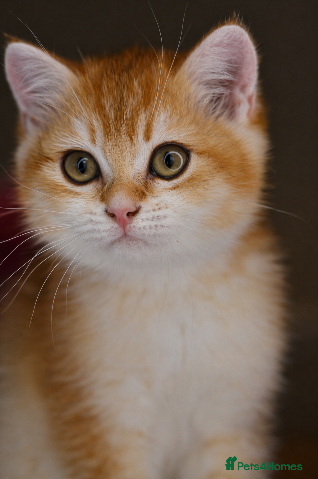 British Shorthair cats GCCF/TICA Stunning Golden BSH Chinchilla Kittens - Advert 1