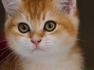 British Shorthair cats GCCF/TICA Stunning Golden BSH Chinchilla Kittens - Advert 1