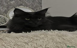 Maine Coon cats for sale: Stunning Retired Blue Maine Coon Girl(TICA) - Image 4