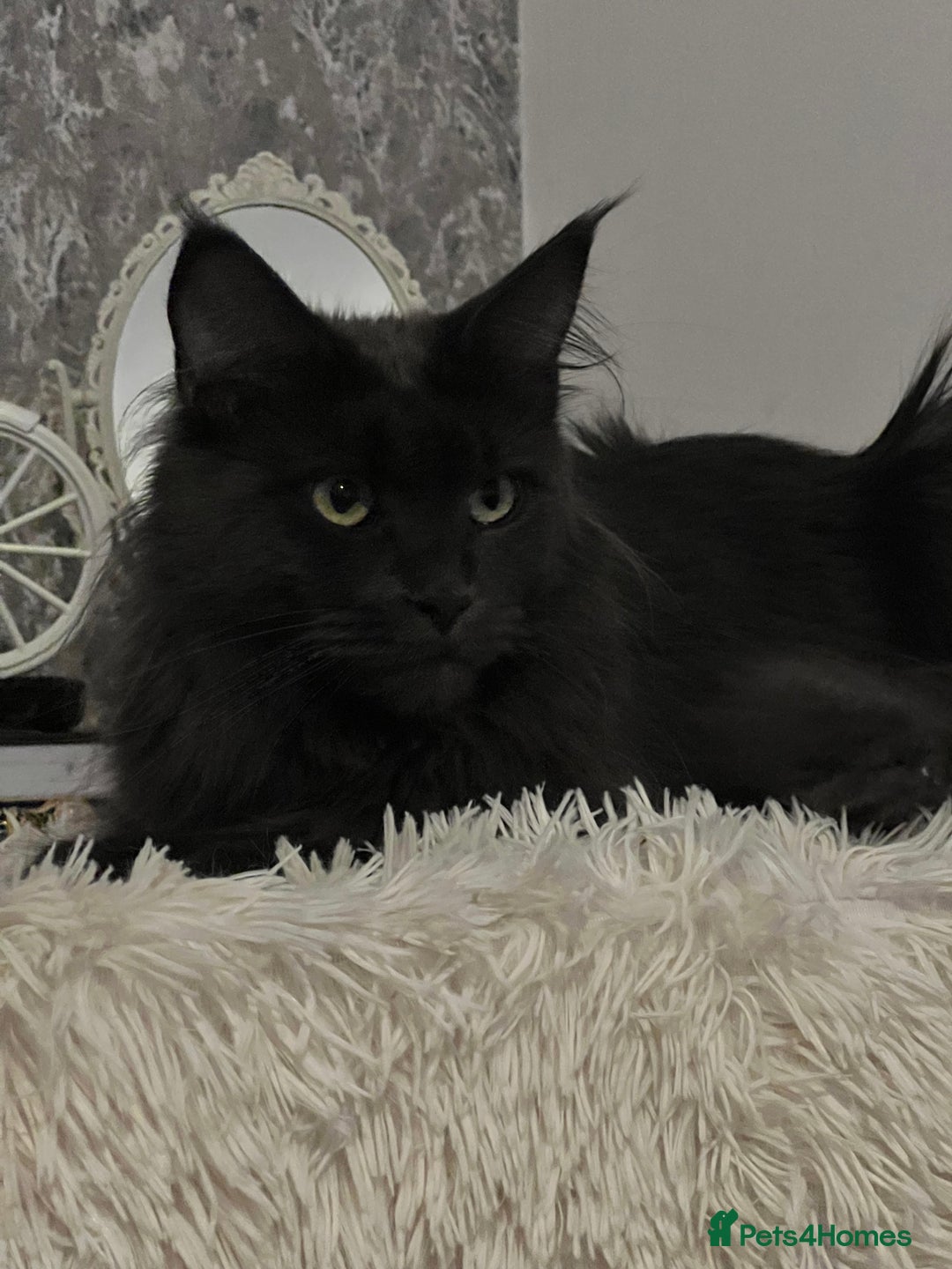 Maine Coon cats for sale: Stunning Retired Blue Maine Coon Girl(TICA) - Image 4
