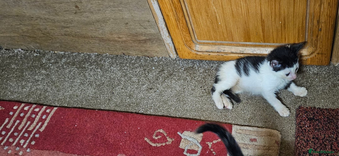 Mixed Breed cats for sale: Kittens - Advert 5