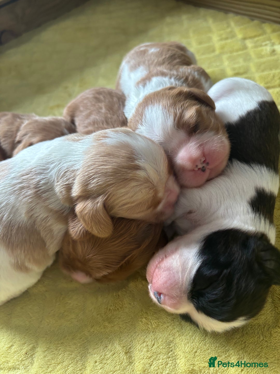 Cavalier King Charles Spaniel dogs for sale: Pugalier Pups ready for their new home!  - Image 25