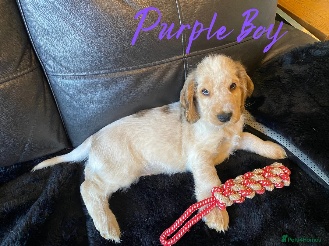 Cocker Spaniel dogs for sale: Stunning Litter of Show Cocker Spaniels  - Advert 31
