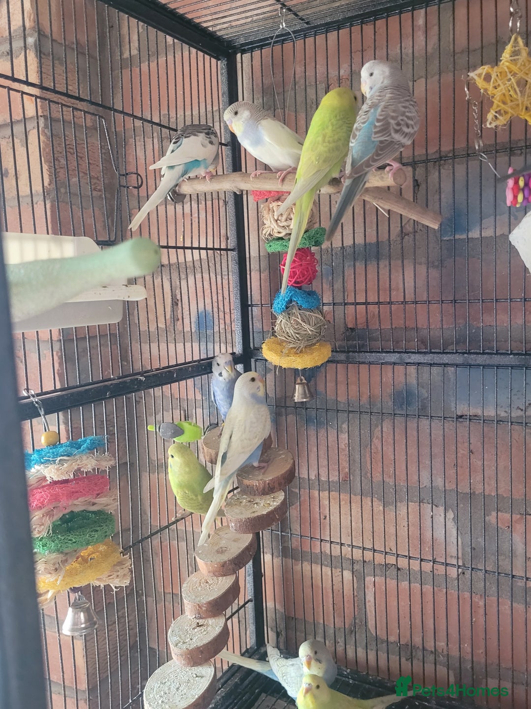 Budgerigars birds for sale: Baby Budgies  - Image 3
