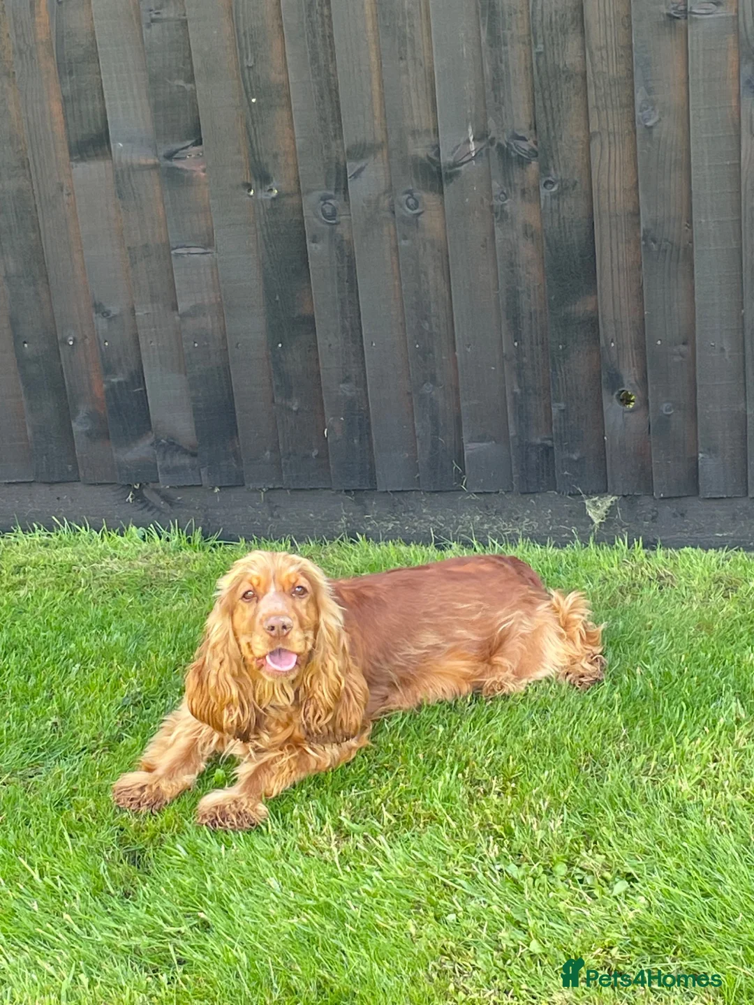 Cocker Spaniel dogs for sale: Cocker spaniel girls in Reading - Advert 6