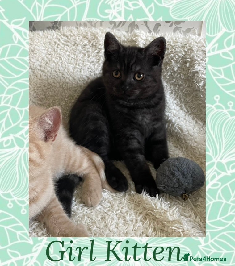 British Shorthair cats 🩷 British Shorthair Tabby Kittens *Ready Now* 💙 - Advert 2