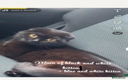 Mixed Breed cats for sale: 3 gorgeous kittens ready now Scottish fold mix - Image 23