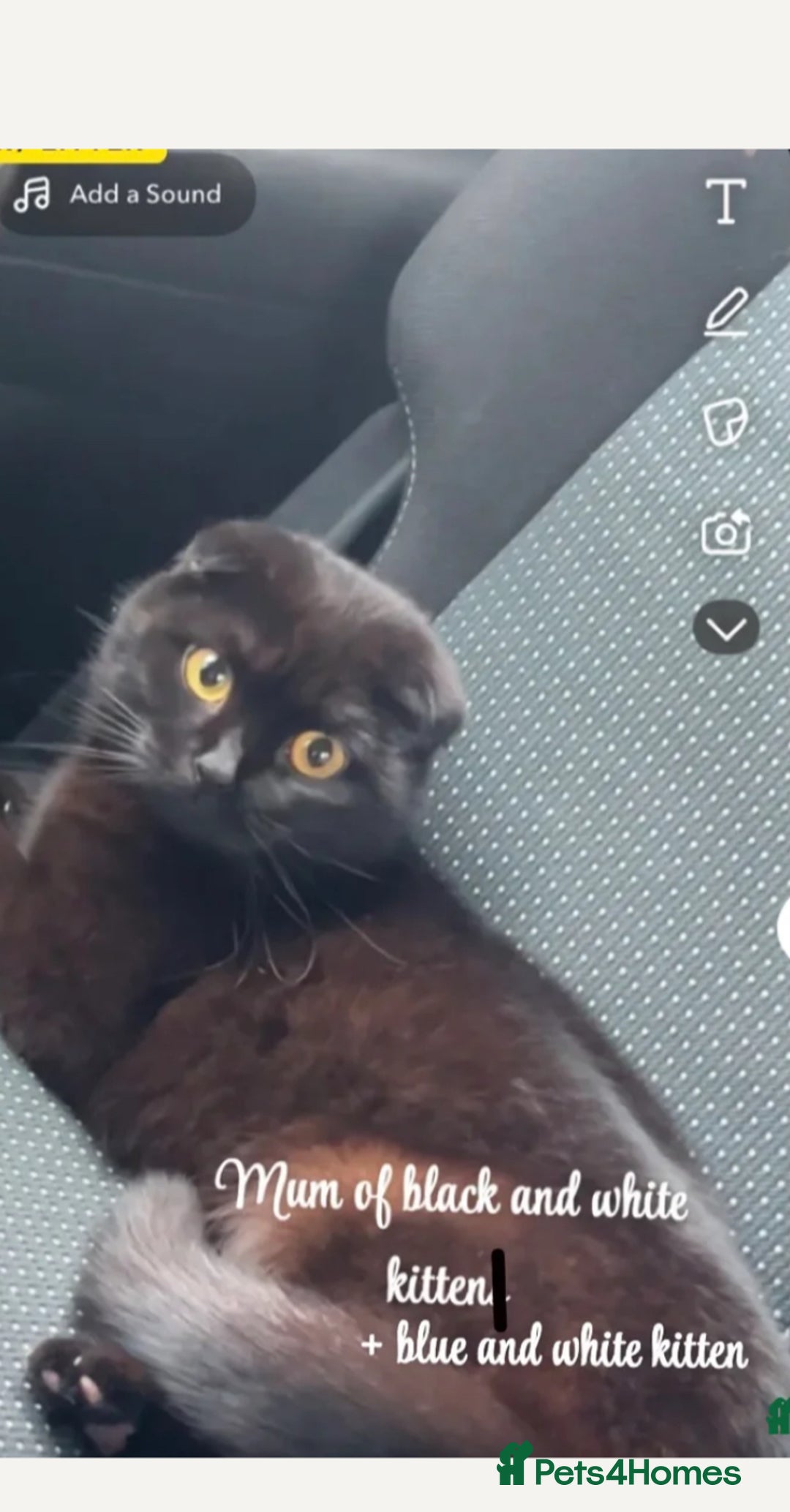 Mixed Breed cats for sale: 3 gorgeous kittens ready now Scottish fold mix - Image 23