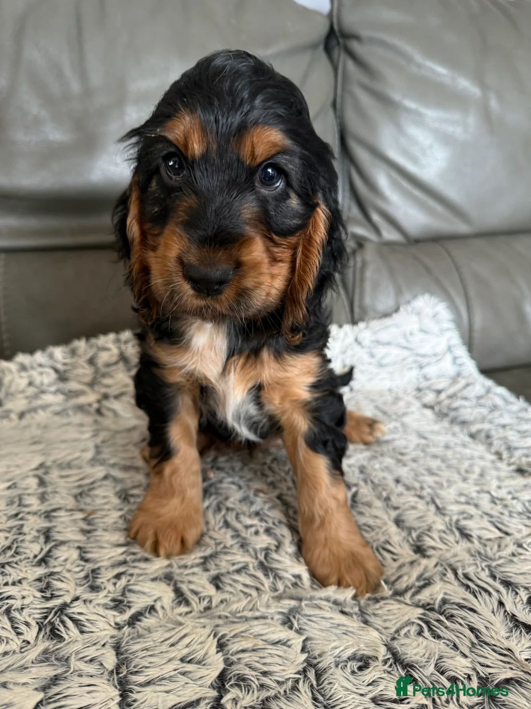 Cocker Spaniel dogs for sale: Beautiful Black & Tan girl  - Advert 1