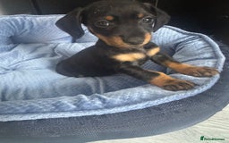 Chihuahua dogs for sale: Miniature dashshund Only 8 weeks old - Image 5