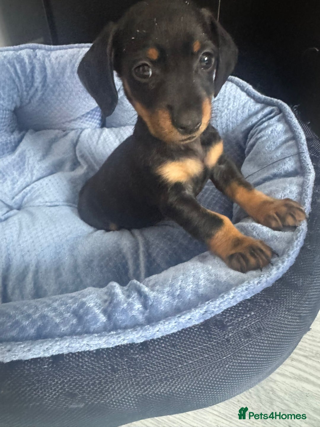 Chihuahua dogs for sale: Miniature dashshund Only 8 weeks old - Image 5