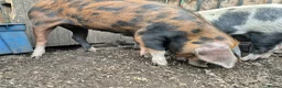 Pig livestock for sale: Pet Pigs - Advert 6