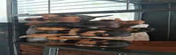 Patterdale Terrier dogs for sale: Patterdale terrier pups in Criccieth - Advert 8