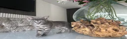Bengal cats for sale: 3 Beautiful Blue Female TICA Reg Bengal kittens  - Advert 32