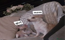 Chihuahua dogs for sale: Boy & girl chihuahua puppies  - Image 4