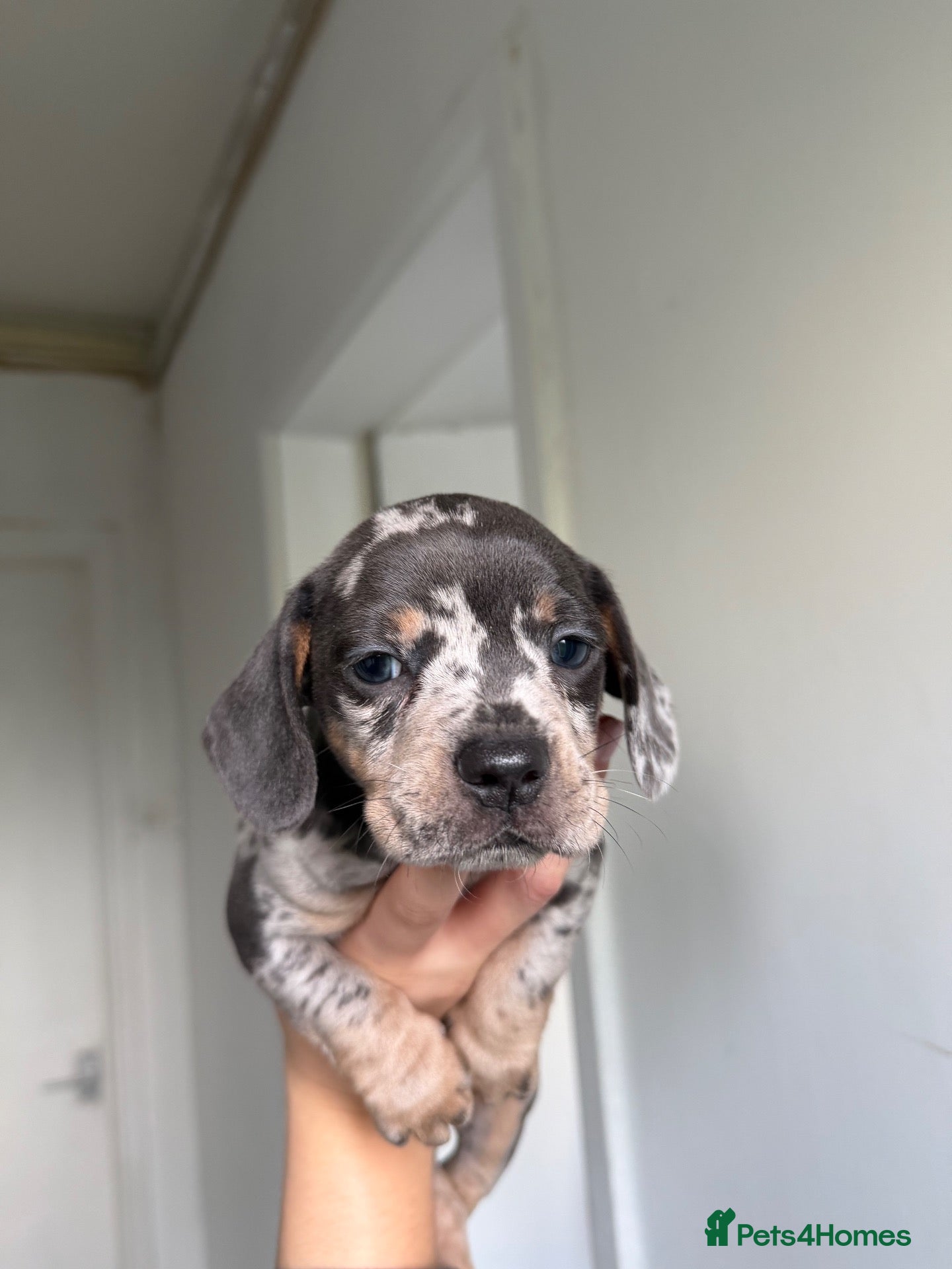 Mixed Breed dogs Dachshund x French bull dog puppies  - Advert 2