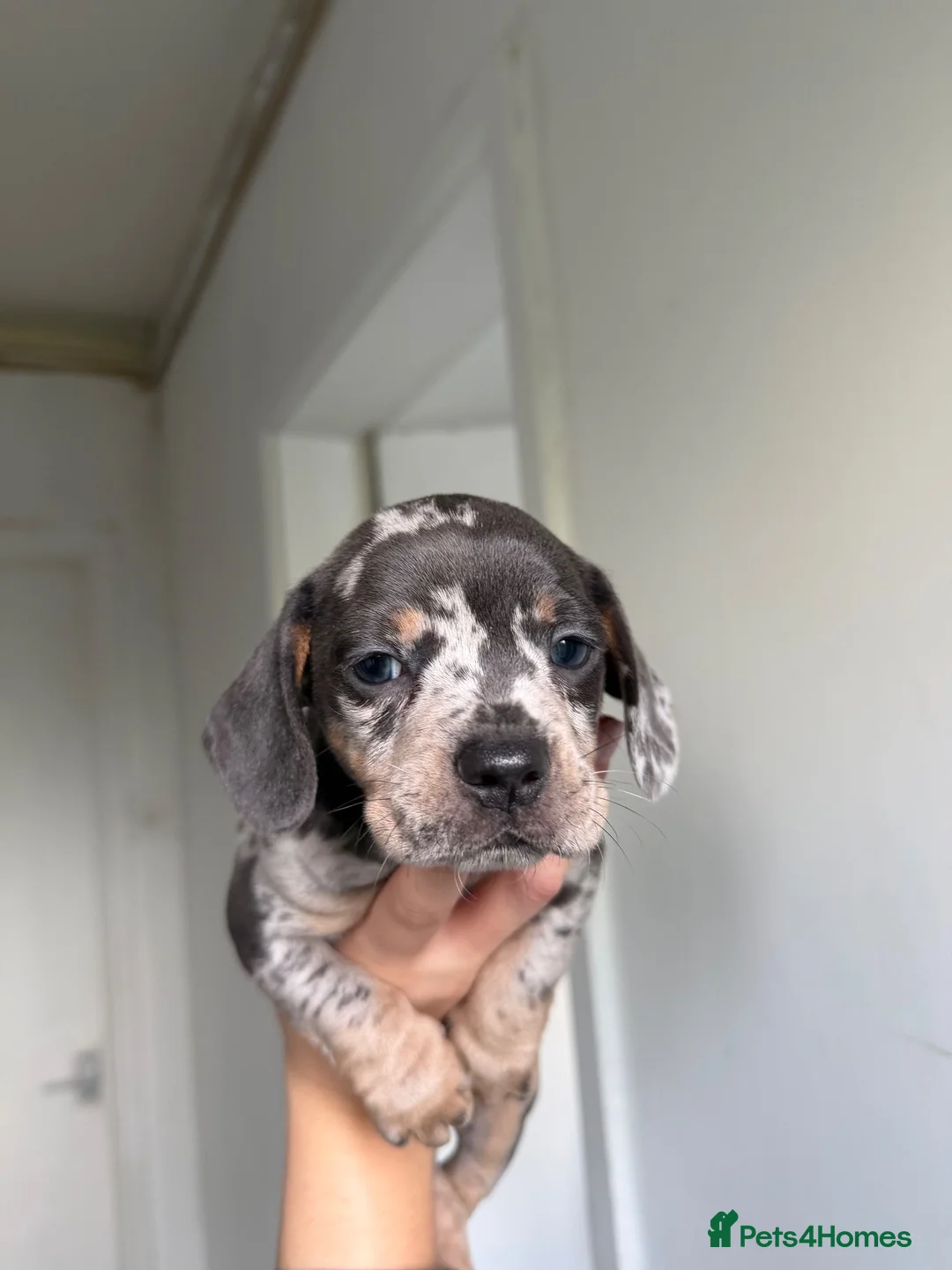 Mixed Breed dogs for sale: Dachshund x French bull dog puppies  - Advert 2