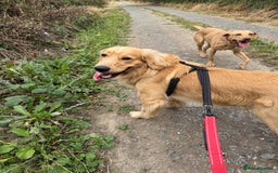 Mixed Breed dogs for sale: Golden cocker retriever for sale  - Image 1