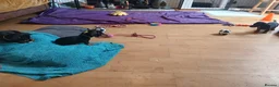 Miniature Dachshund dogs for sale: KC Stunning litter of girls 💗 - Advert 3