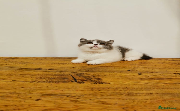 British Shorthair cats - Advert 2