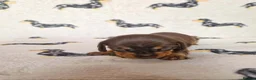 Miniature Dachshund dogs for sale: Beautiful home-reared Miniature Dachshund Puppies - Advert 10