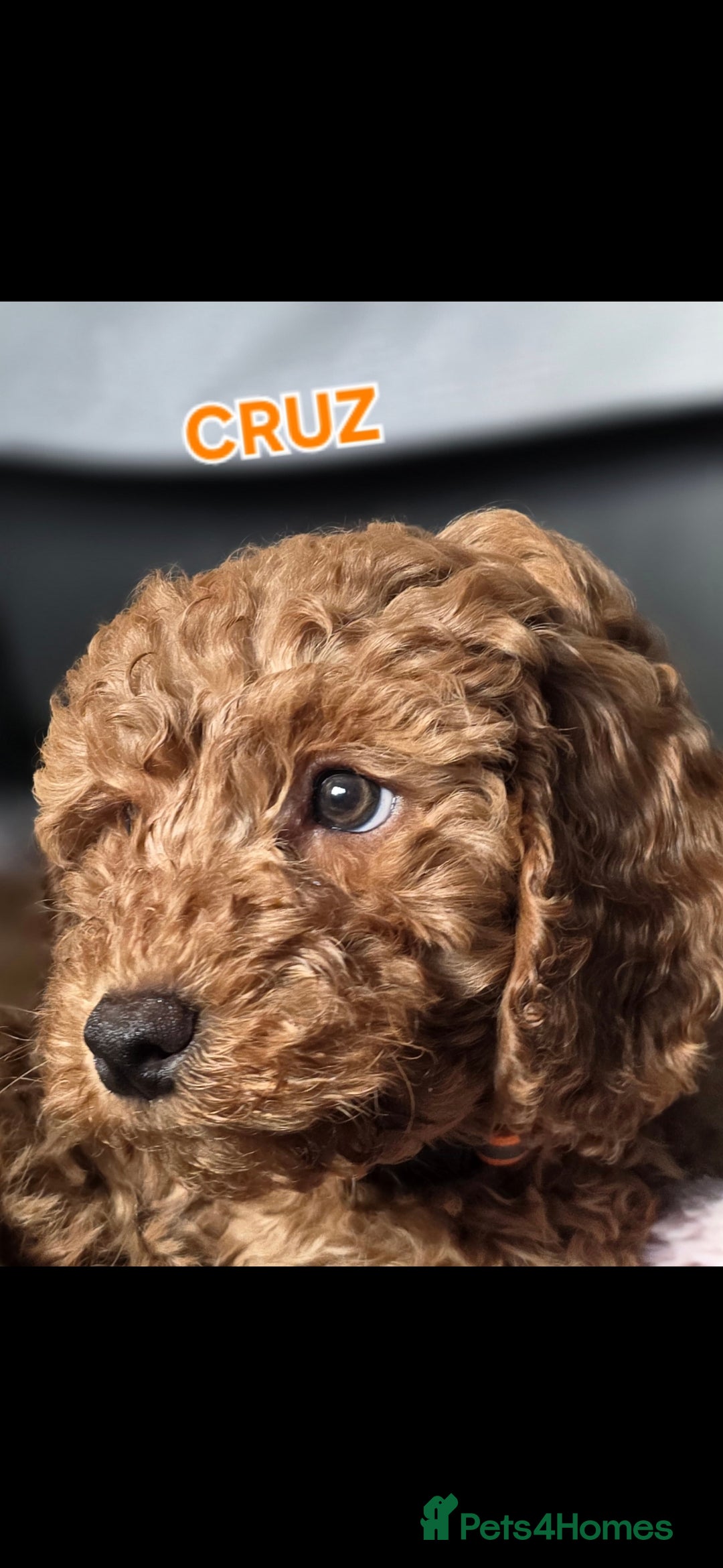 Cavapoo dogs Cavapoos Fb1.  READY TO LEAVE NOW ***** - Advert 8