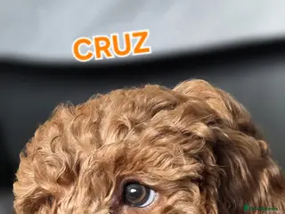 Cavapoo dogs Cavapoos Fb1. READY TO LEAVE NOW ***** - Advert 8