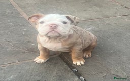 English Bulldog dogs for sale: Stunning New England Bulldogs! Ready for new home - Image 10