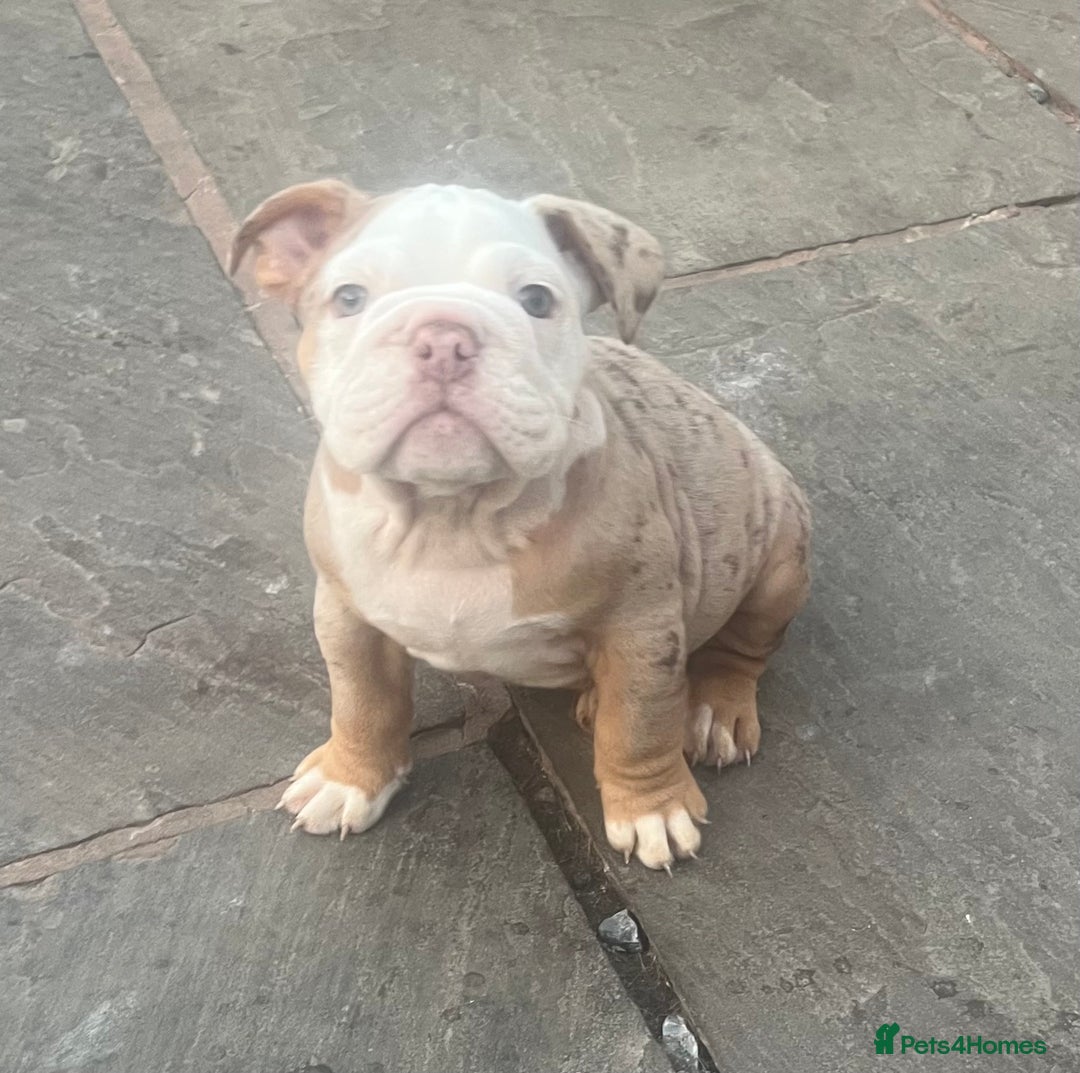 English Bulldog dogs for sale: Stunning New England Bulldogs! Ready for new home - Image 10
