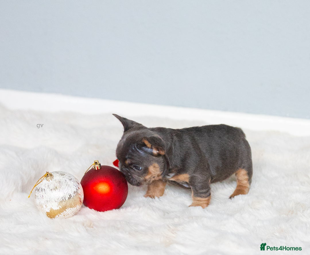 French Bulldog dogs for sale: High quality french bulldogs  - Advert 10