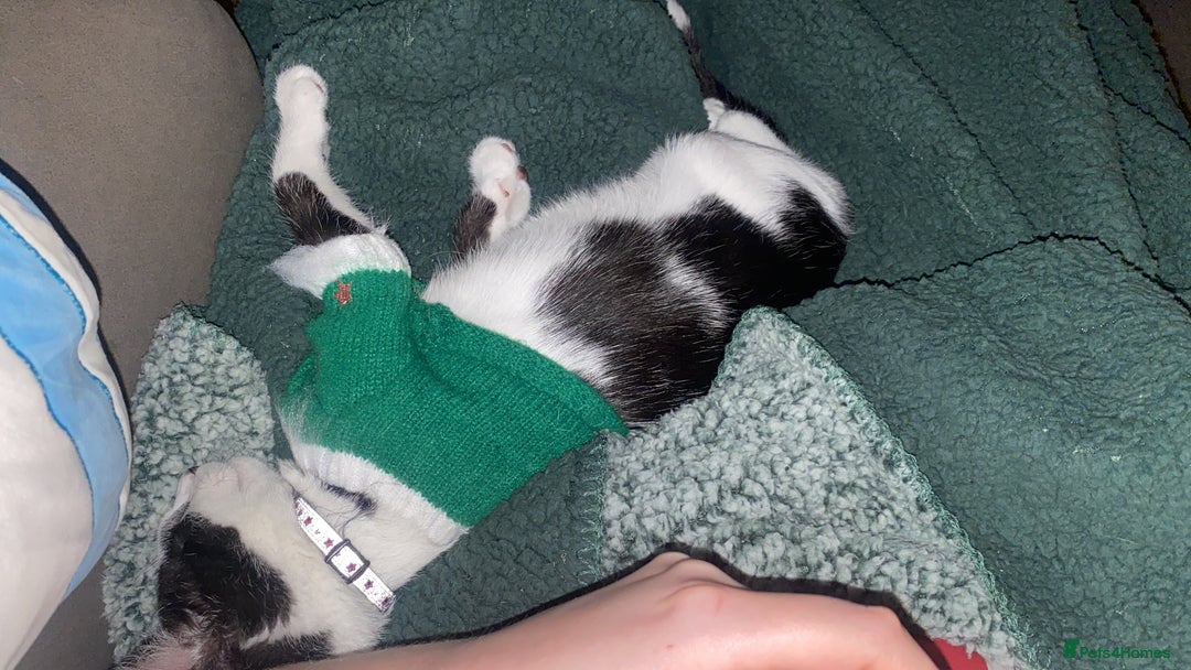 Domestic Shorthair cats for sale: 4/5 month kitten  - Advert 8