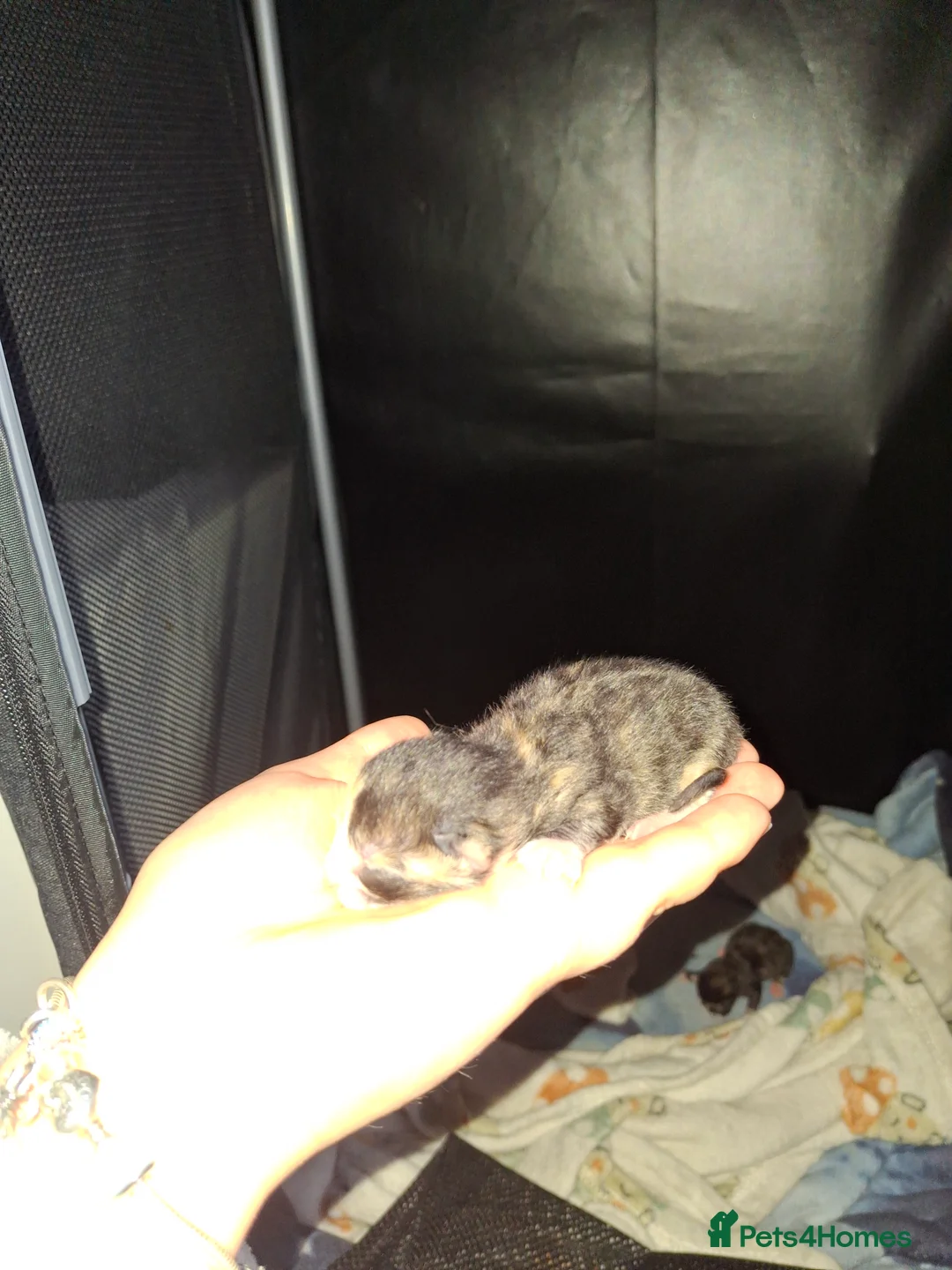 Mixed Breed cats for sale: Kittens  - Advert 5