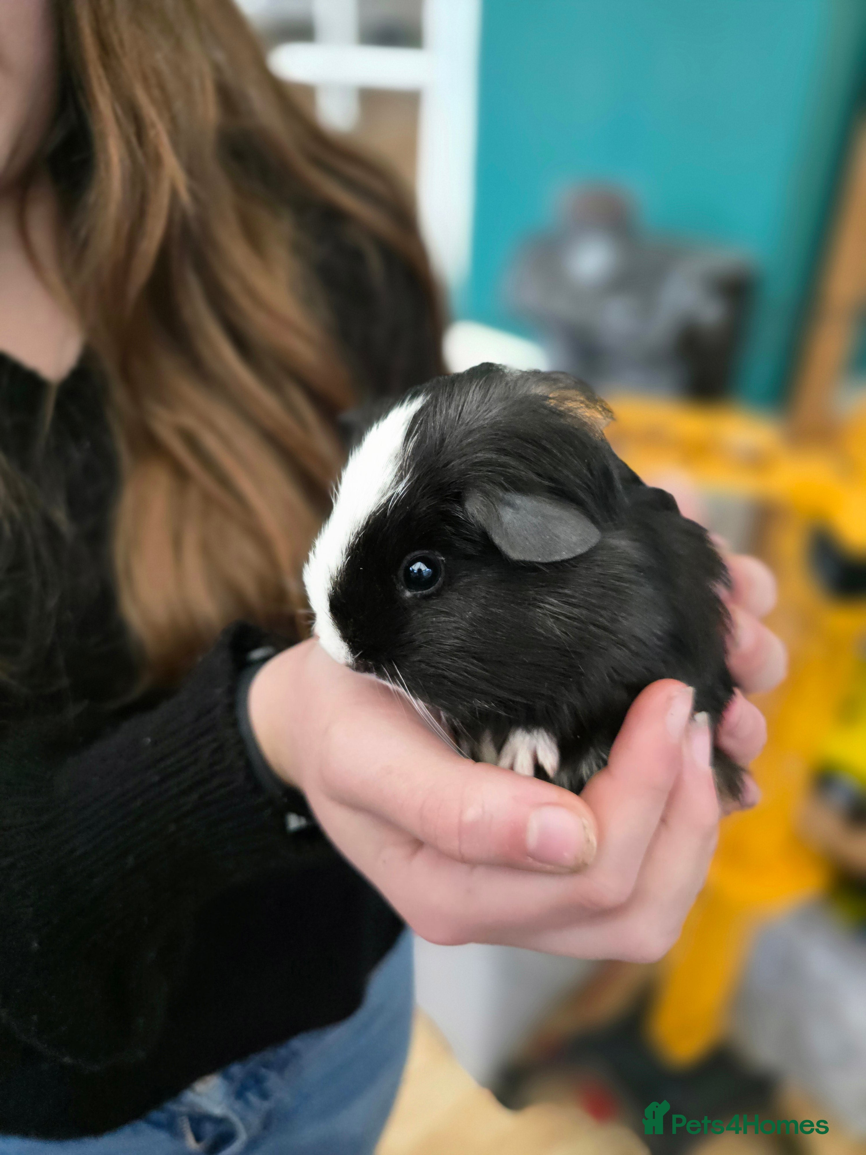 Guinea Pig rodents Two bonded male guineapigs  - Advert 12