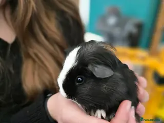 Guinea Pig rodents Two bonded male guineapigs - Advert 20