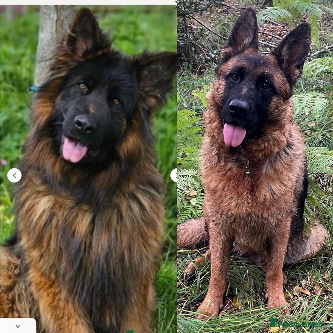German Shepherd dogs for sale: Outstanding long haired Gsd pups  for sale  - Advert 3
