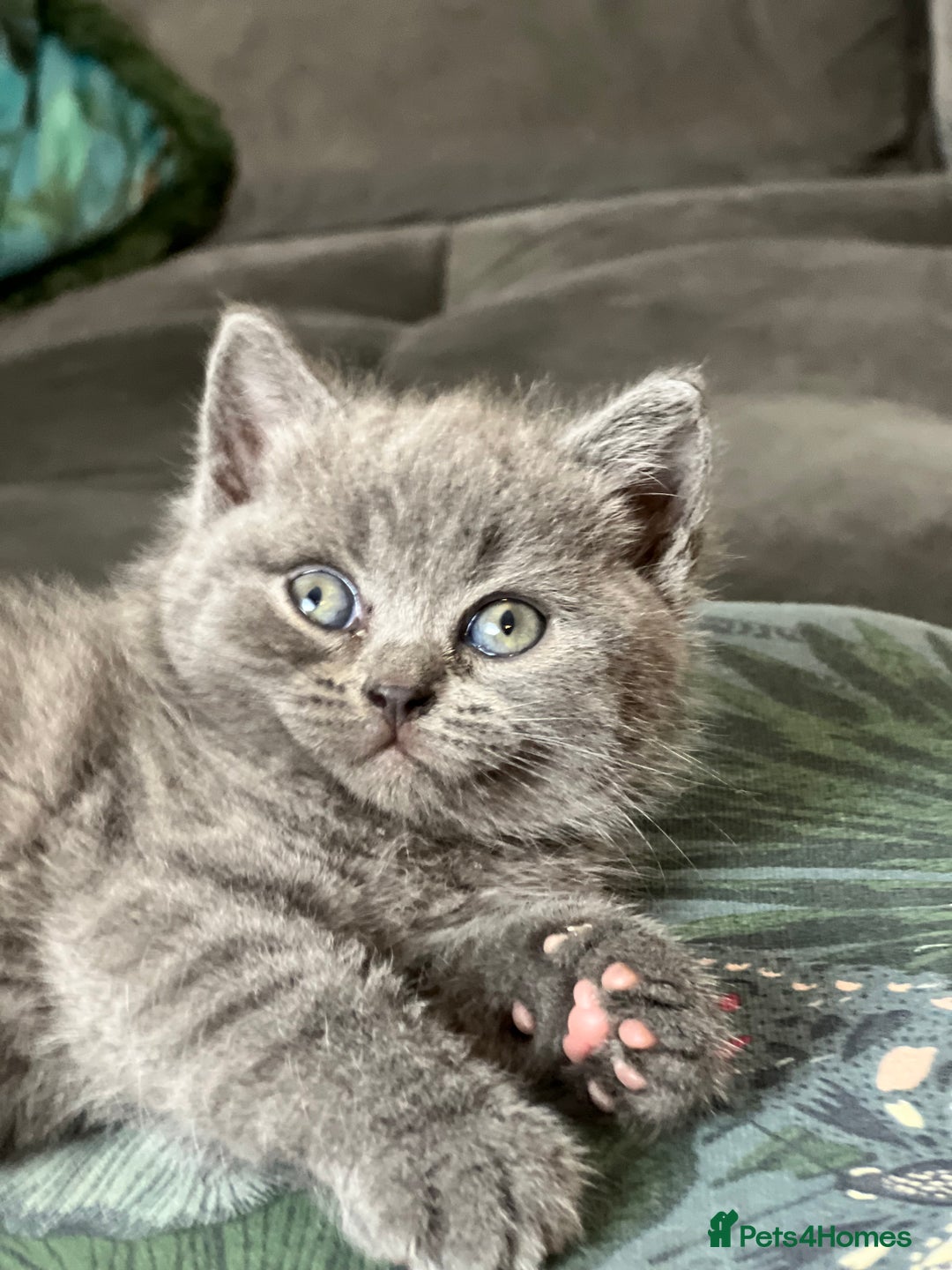 British Shorthair cats for sale: Beautiful British Shorthair Kittens Home Raised  - Advert 10