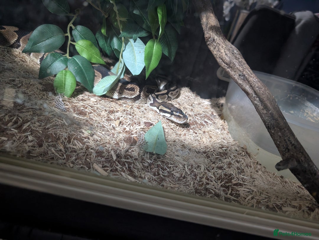 Python Snake reptiles for sale: Male royle python and enclosure  - Image 3