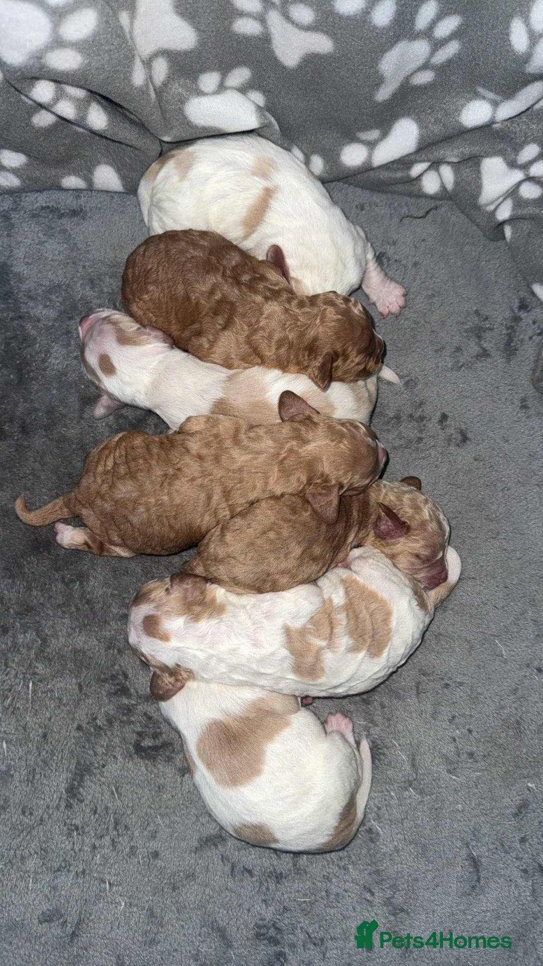 Cocker Spaniel dogs for sale: 7 beautiful cocker spaniel puppies 🩷💙 - Advert 16