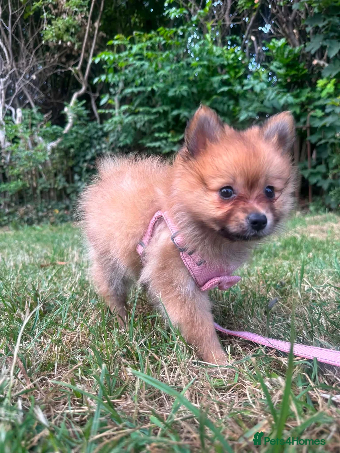 Pomeranian dogs for sale: Beautiful Orange Pomeranian FemalE - Advert 2