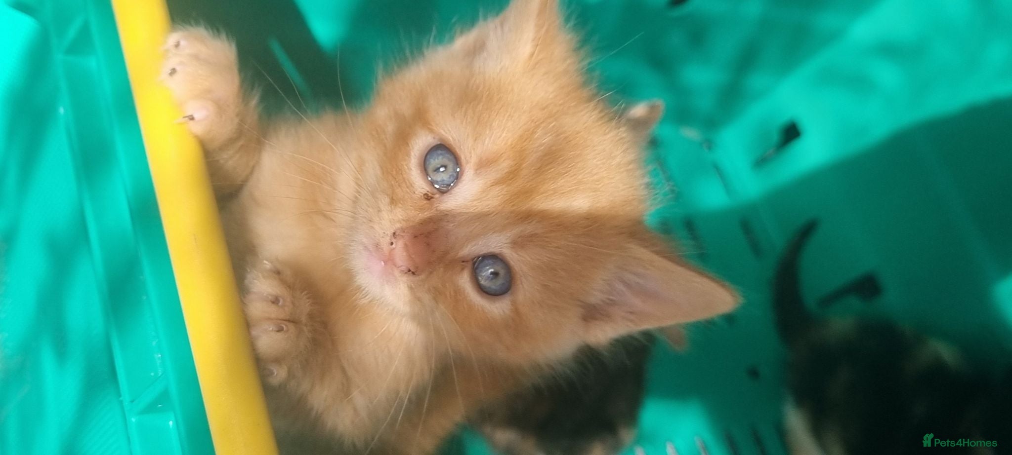 Mixed Breed cats 7 gorgeous kittens looking for a home - Advert 1